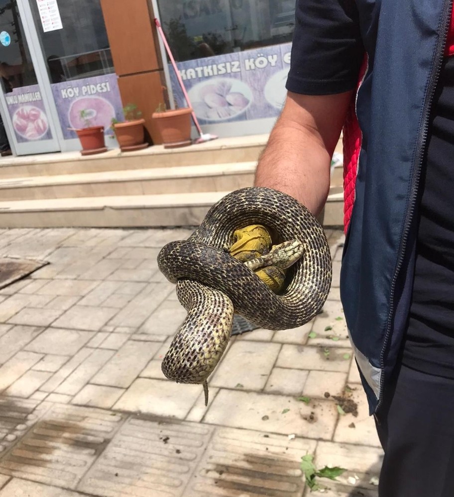 Niksar’da bir işyeri önünde yakalanan yılan doğaya salındı 