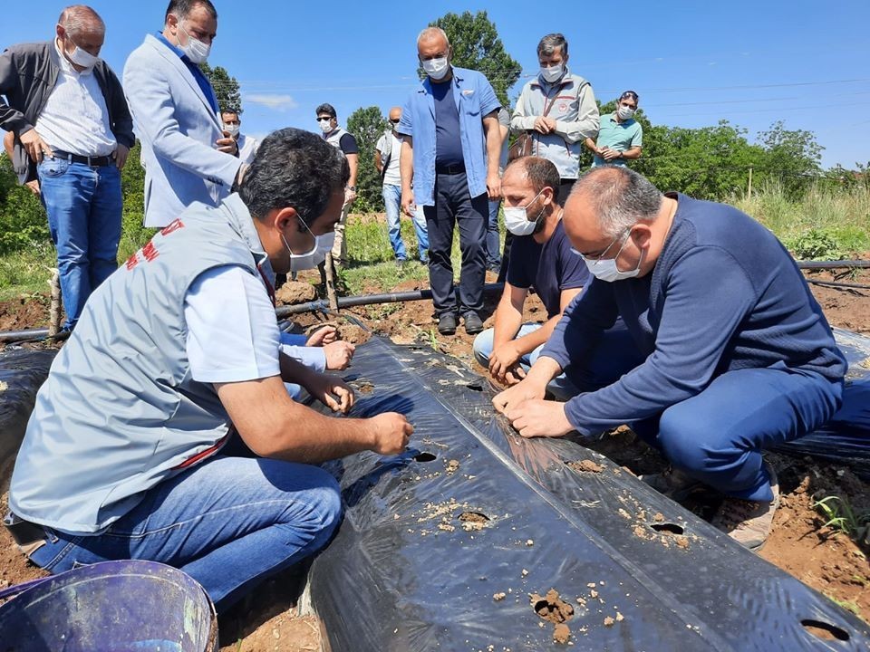 Niksar’da çilek tarımı yaygınlaşıyor 
