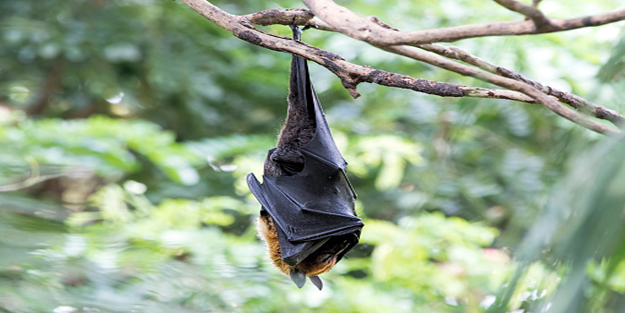 Nipah virüsü(NİV) nedir, bulaşıcı mı?