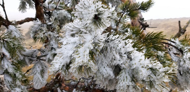 Nisan ayında çam ağaçları buz tuttu