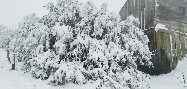 Nisan ayında yağan kar hayatı felç etti