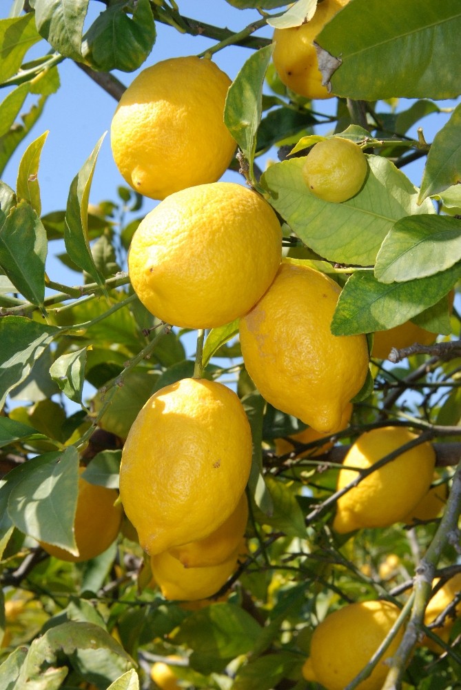 Nisan ayının zam şampiyonu Limon oldu 