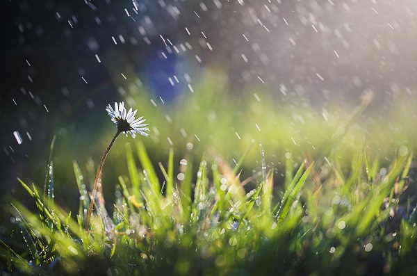 Nisan yağmuru neye iyi gelir? Nisan yağmuru ne zaman toplanır?