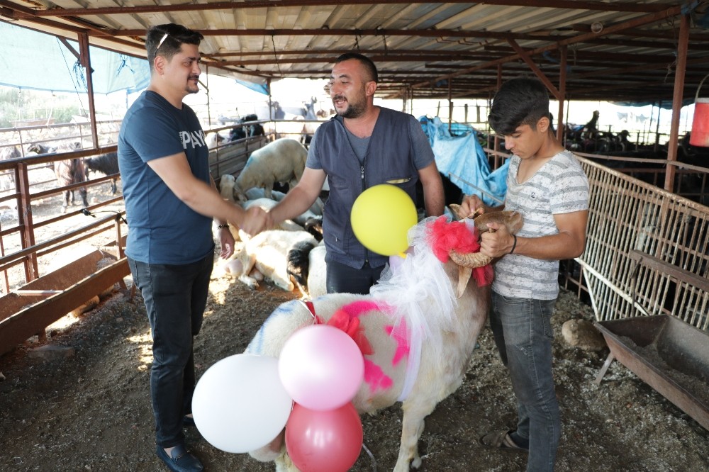 Nişanlıya süslü kurbanlık koç 