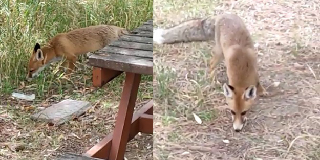 Nöbet tutan polisten tilkiye şefkat! Elleriyle besledi