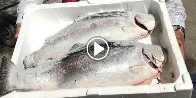 Norveç somonuna rakip çıktı!