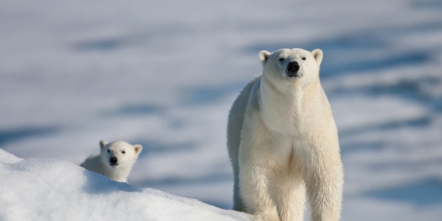 Kutup ayısı turistlere saldırdı