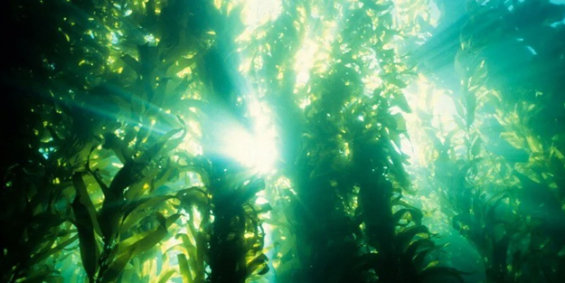 Nükleer savaşta insanlığı kurtarabilecek yeni besin kaynağı keşfedildi!