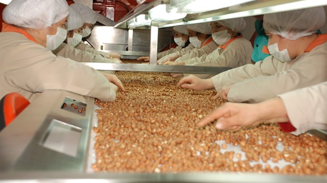 Nurettin Canikli konuştu fındık fiyatları yükselişe geçti