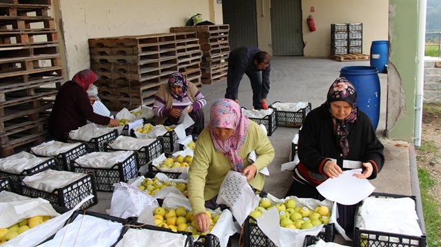 Nusaybin'e 16 ton elma gönderildi