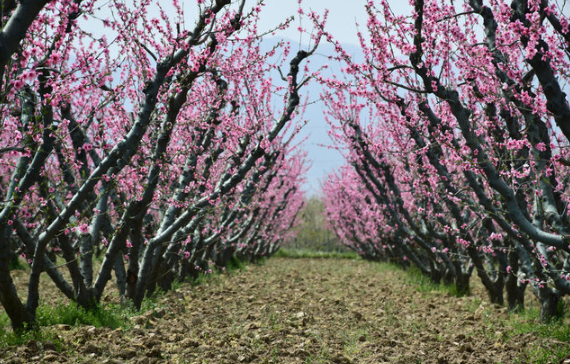 O ağaçların yüzde 80'i çiçek açtı! Soğuktan korumak için dondurulmuştu