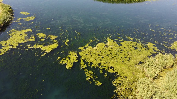 O akarsu yosun tuttu