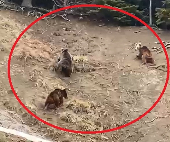 O anlar böyle kaydedildi! Ayılar yol kenarına indi