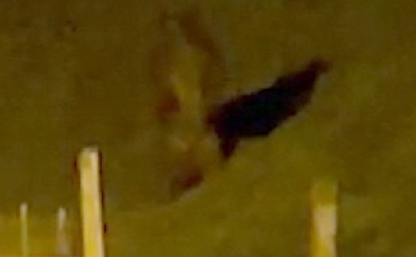 O anlar böyle kaydedildi! Çay bahçesine giren ayı yürekleri ağızlara getirdi