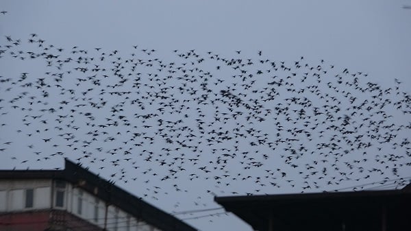 O anlar böyle kaydedildi! Gökyüzünde sığırcık dansı