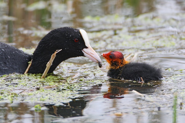 O anlar duygulandırdı! Anne sakarmeke yavrularını böyle besledi