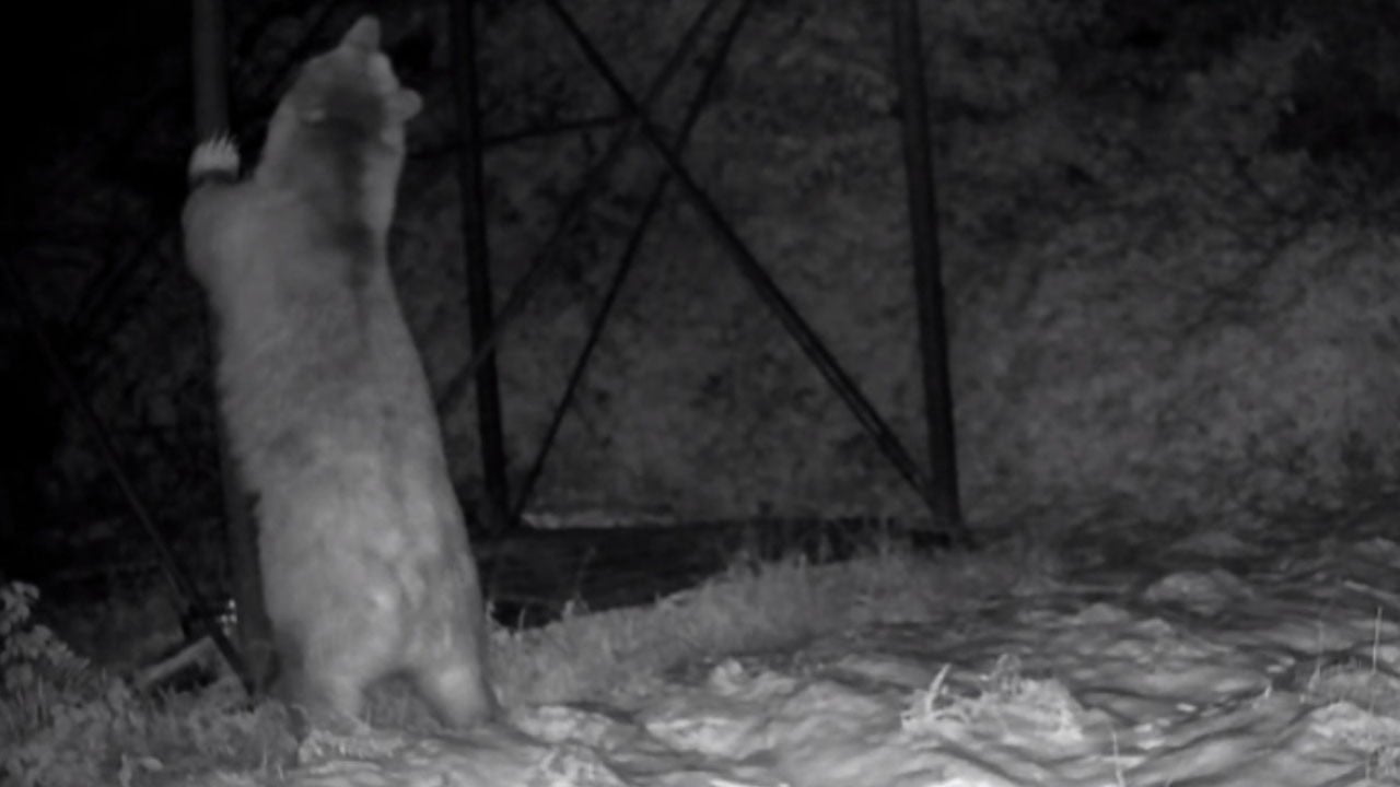 O anlar fotokapana yansıdı! Ayı kovanlara ulaşmak için direğe böyle tırmandı