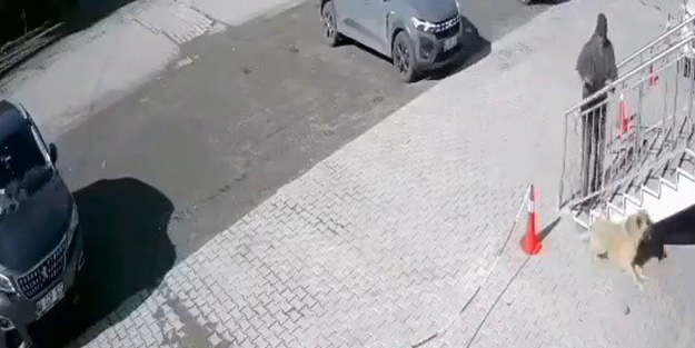O anlar kamerada! Uyuyan köpeğe taş atan adama tepki yağdı...