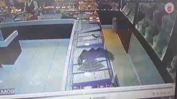 O anlar kameralara böyle yansıdı! Atmaca yakaladığı serçeyle kuyumcuya daldı