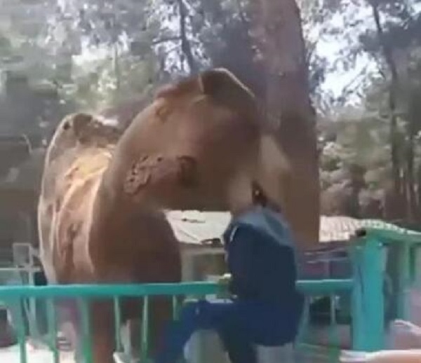 O anlar kameralara yansıdı | Deve çocuğu ısırdı!