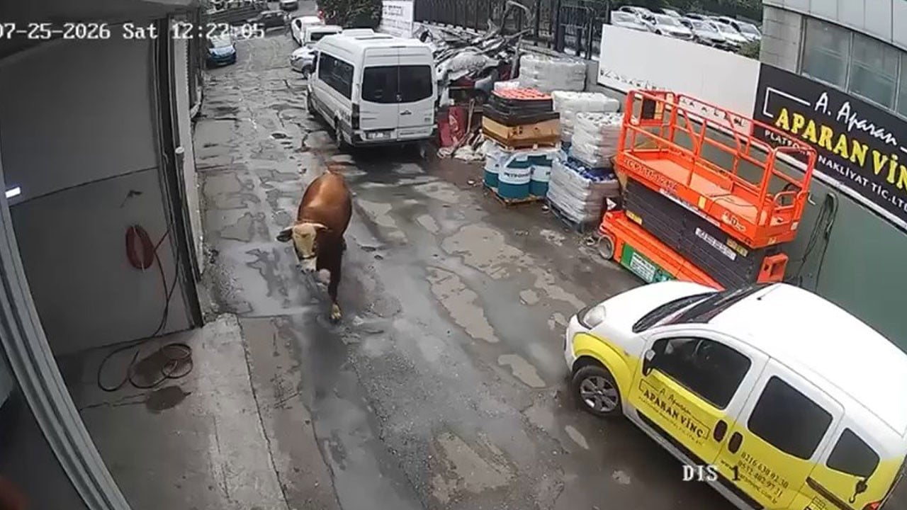 O anlar kameraya yansıdı! Boğa sanayi sitesini birbirine kattı