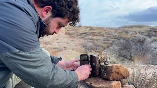 O anlar Sivas'ta kaydedildi! Yaban hayatının 'Canavarı' görüntülendi
