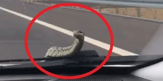 O anları kaydetti! Yılanı böyle görünce ne yapacağını şaşırdı