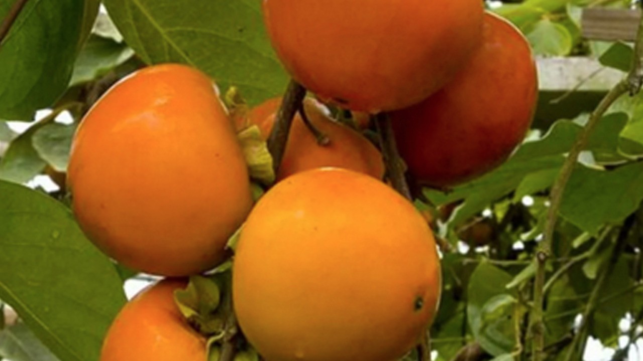 O Avrupa ülkesi LGBT dayatmasına anayasa ile "dur" dedi!