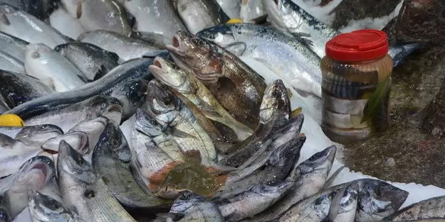 O balığın kafasından çıkarılıyor: Böbrek taşı düşürdüğüne inanılıyor...