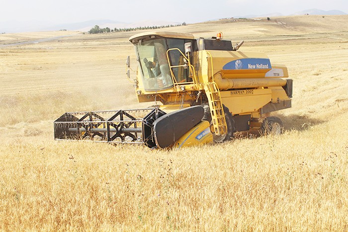O belediyemizde hasadı yapılan buğdaylar hibe edilecek