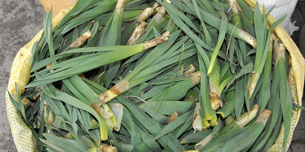 O bitkiyi sofrada bulundurun! Kendisi hastalıkları suyu sivilceleri yok ediyor