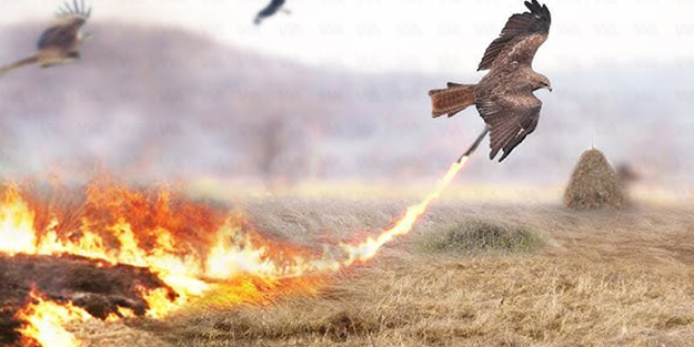 O bölgedeki yangınları kuşlar yayıyor!