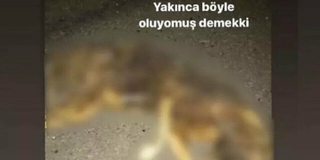 O cani yakalandı! Köpeği bakın neden yakmış