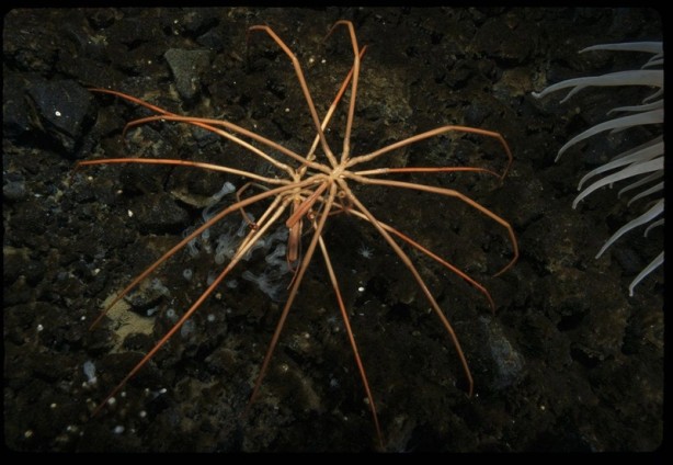 O canlının sırrı tam tamına 140 milyon yıl sonra ortaya çıktı! Dünyaya tanıtıldı: Yumurtalarının sırrını da çözdüler