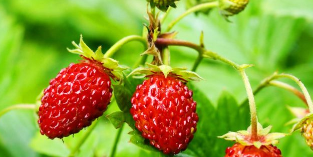 O dağ çileğinin yararı hakkında: 100 puan alan meyve!