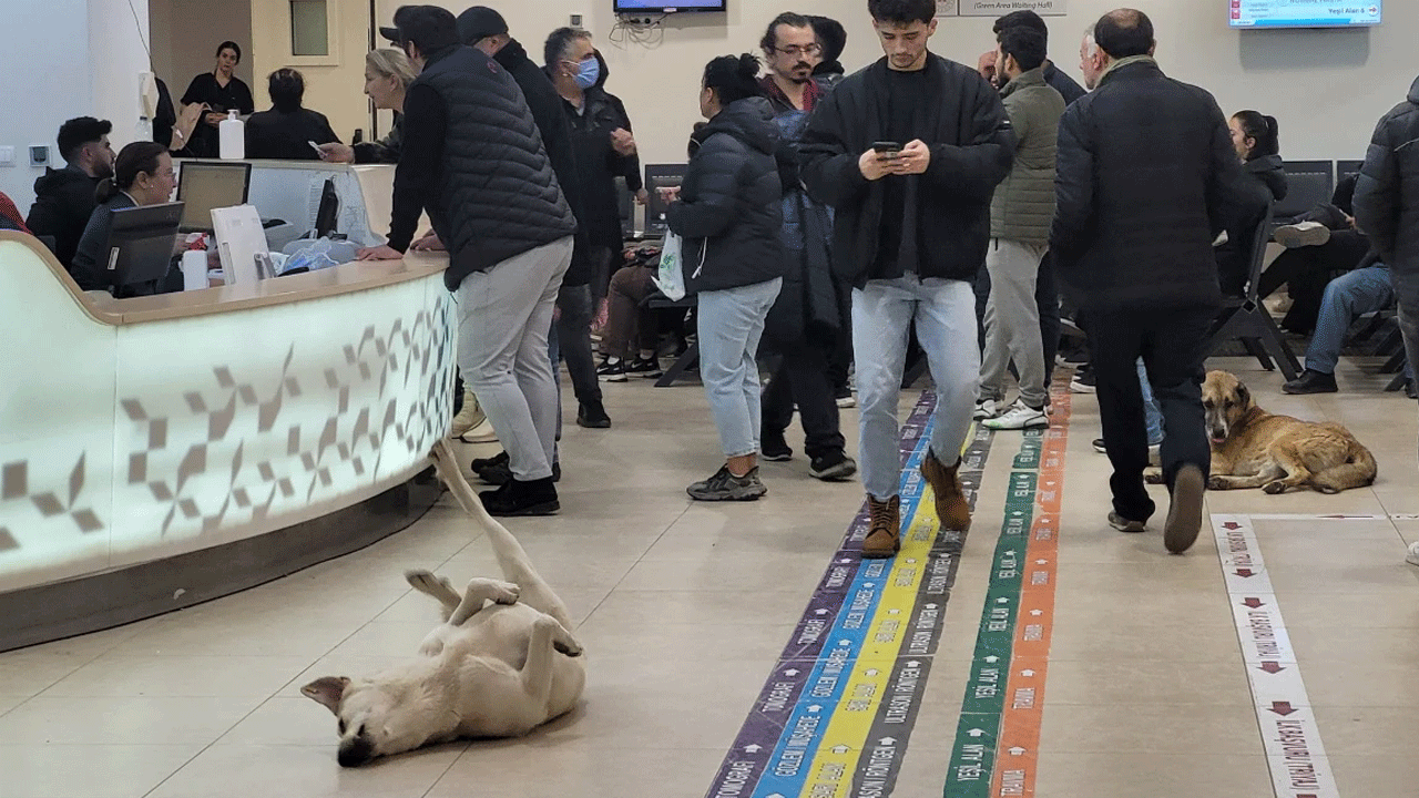 O görüntüler son bulsun! Sağlık bakanlığından hastanelere ‘köpek’ talimatı
