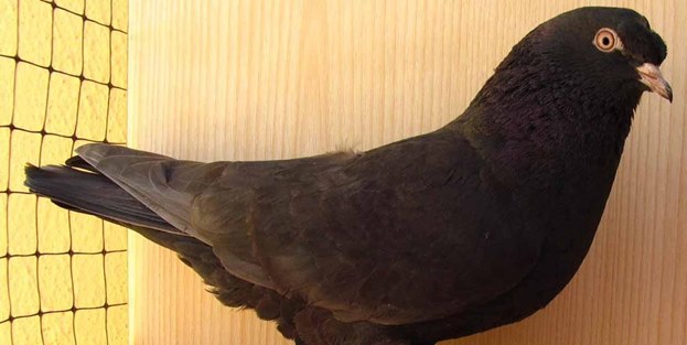 O güvercin 1 milyon 252 bin avroya satıldı