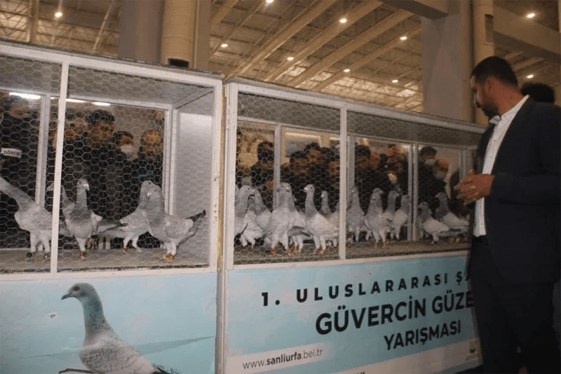 O güvercinler görücüye çıktı, fiyatları duyanlar inanamadı