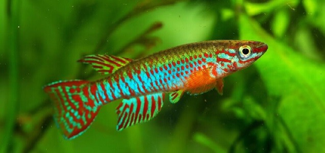 O hastalığı önleyecek! Balıkların üzerinde etkili oldu