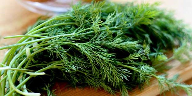 O hastalığın dermanı dereotunda