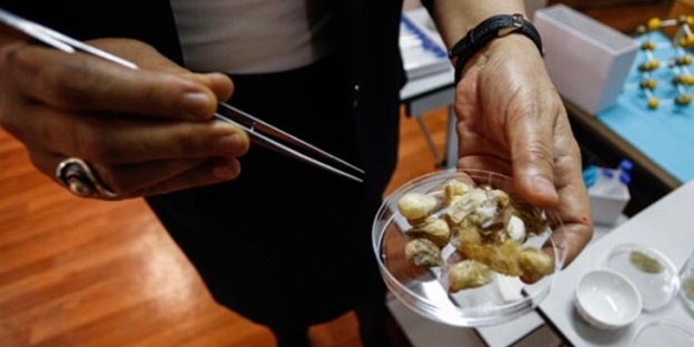 O hastalıkları tedavi ediyor! Sadece Karadeniz'de var