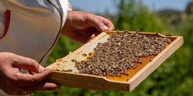 O ilçe arıcıların favorisi oldu