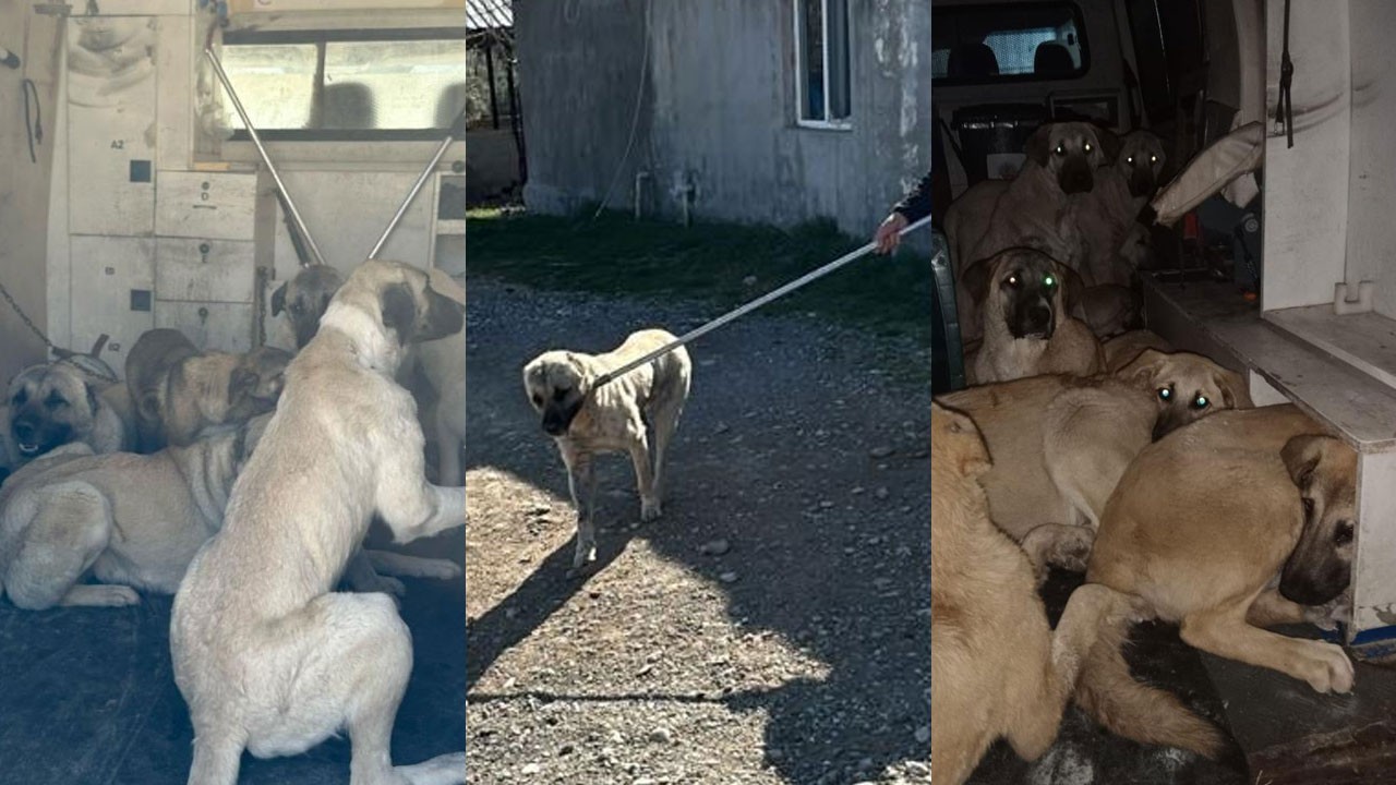 O ilçede başıboş köpekler toplanıyor