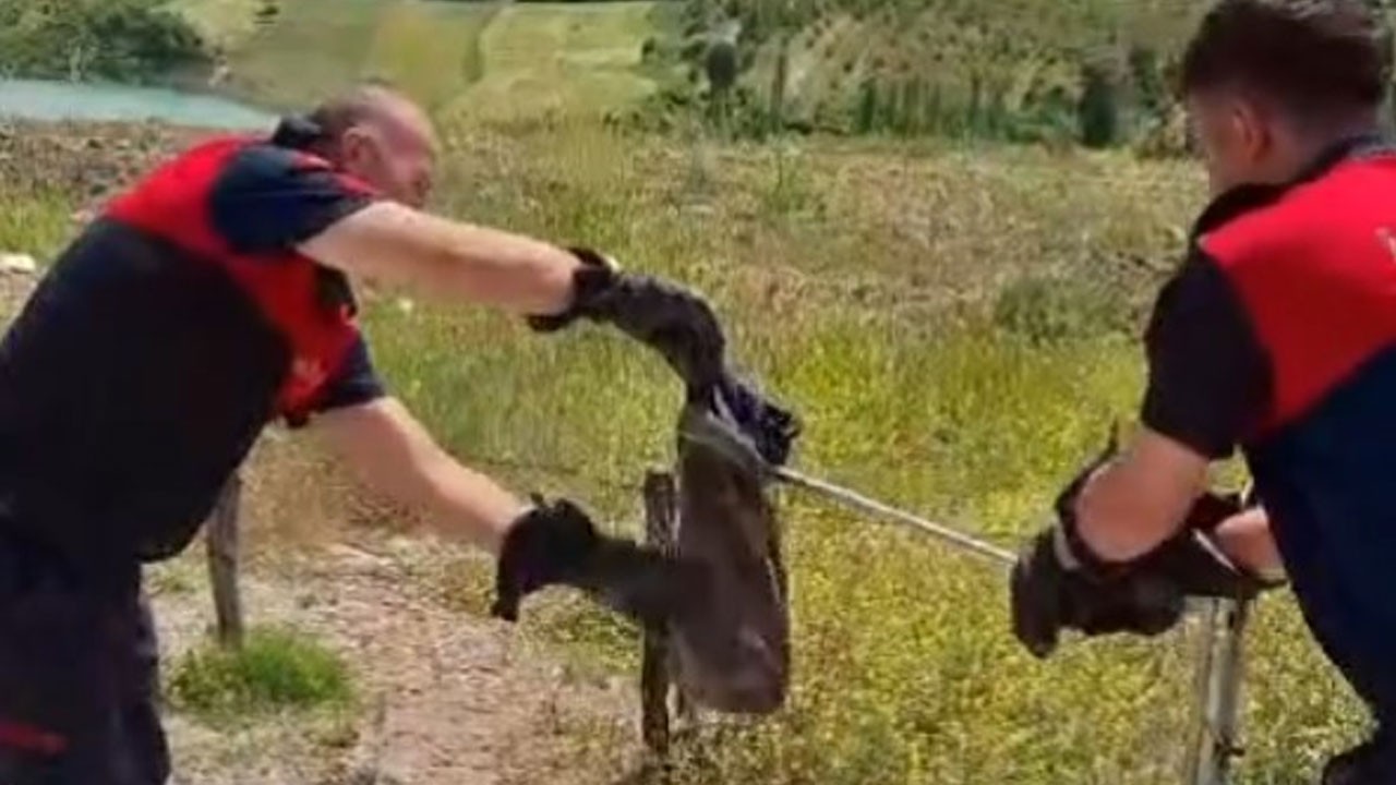 O ilçede yılan ve kene alarmı