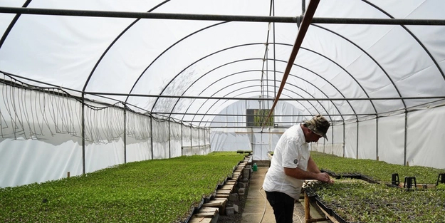 O bölgemizde üretiliyor! 100 yıllık tohumlarla 'Osmanlı domatesi: Şu anda da öyle... Yoruma ilişkin detaylar