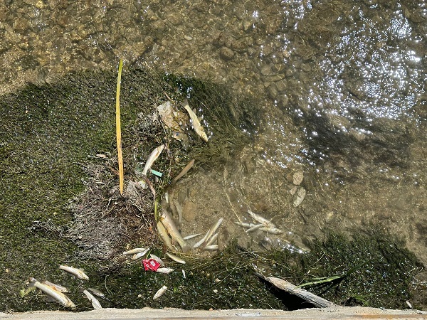 O ilde balık ölümleri korkutuyor