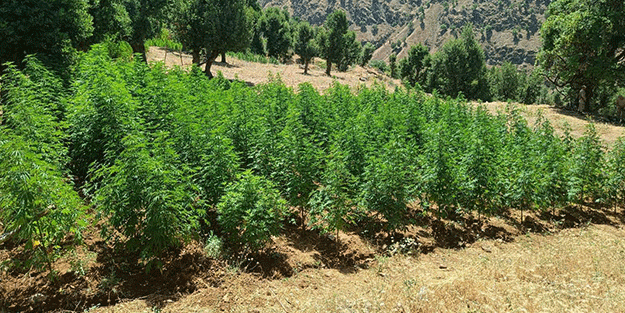 O ilde büyük operasyon: 755 bin kök skunk, 704 bin kök kenevir ele geçirildi