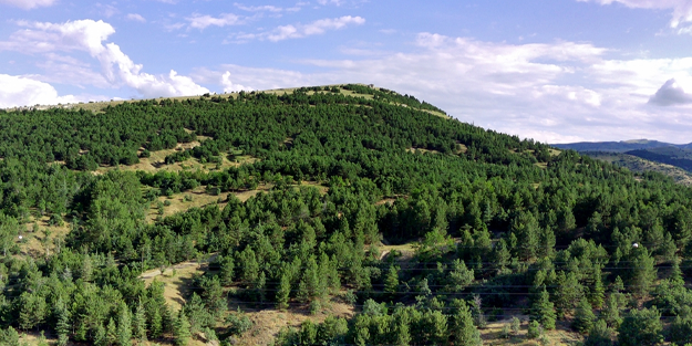 O ilde de ormanlara girişler yasaklandı