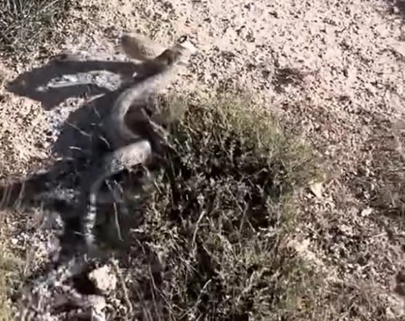 O ilde en zehirli yılan görüntülendi