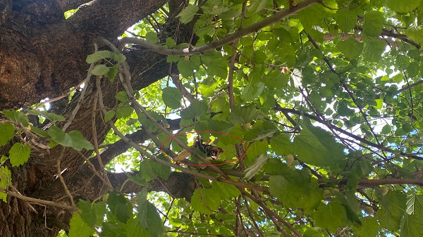 O ilde etçil çekirge görüntülendi